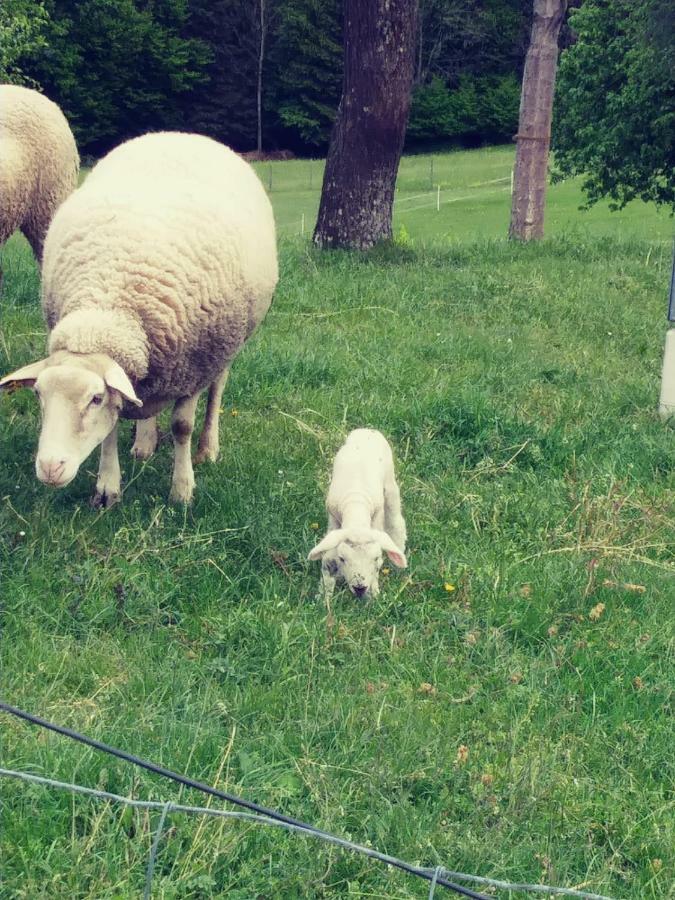 Ferienwohnungen Bonnleiten Stossing Exterior foto